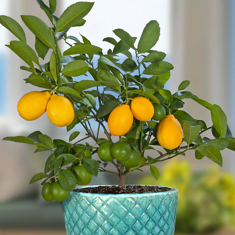 Meyer Lemon Tree (Citrus limon)