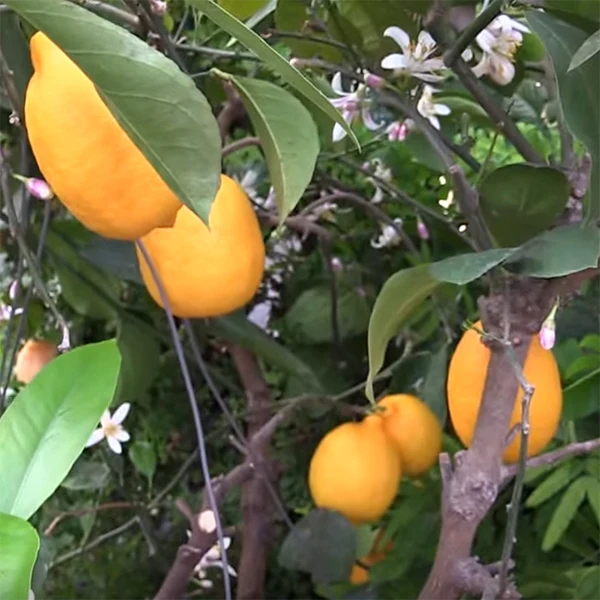 Meyer Lemon Tree (Citrus limon) - Image 2