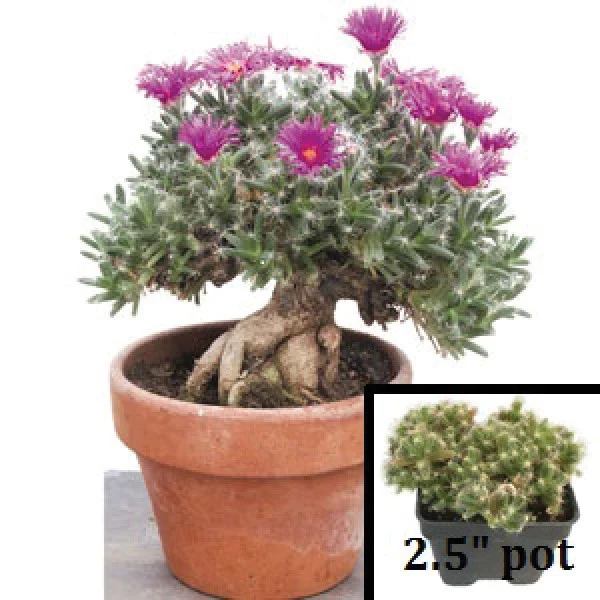 Miniature Desert Rose (Trichodiadema densum) - Image 2