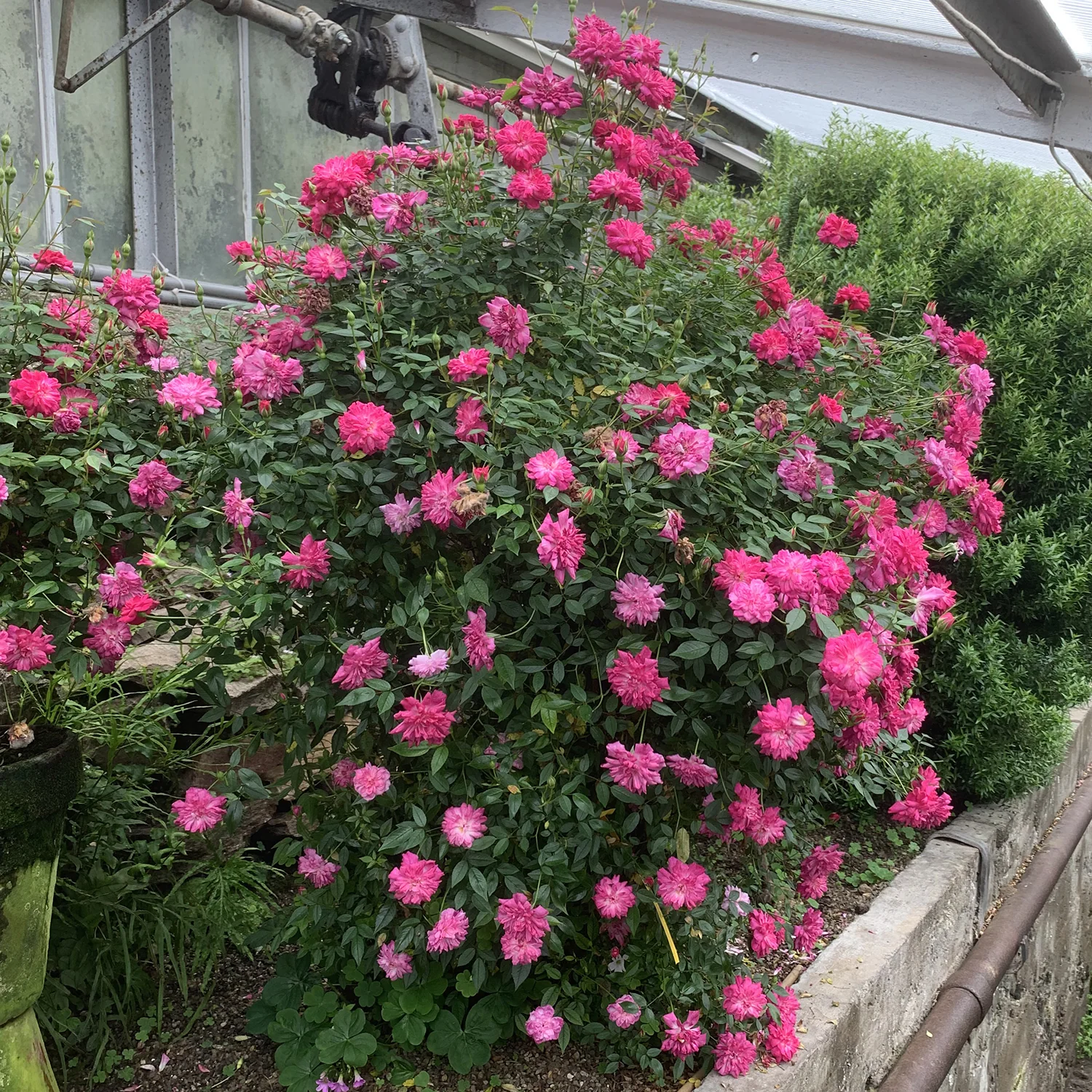 Miniature Rose ‘Rouletii’ (Rosa chinensis) - Image 2