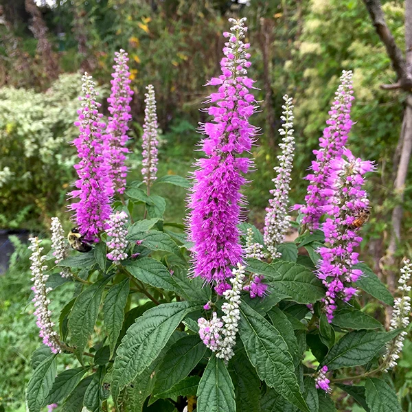 Mint Shrub (Elsholtzia stauntonii)