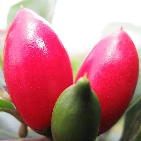Miracle Fruit Plant (Synsepalum dulcificum) - Image 2