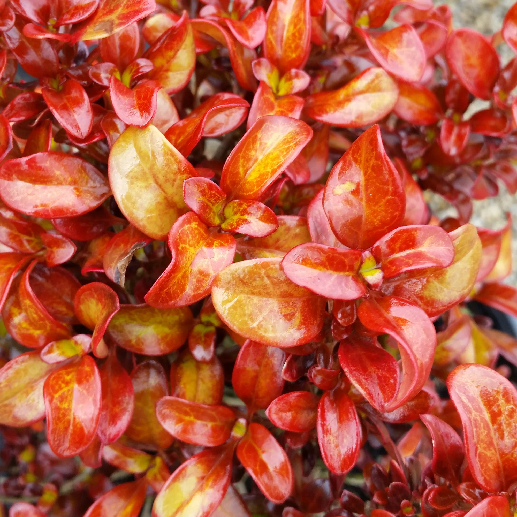 Mirror Bush Wax Wings™ ‘Orange’ PP (Coprosma hybrid) - Image 2