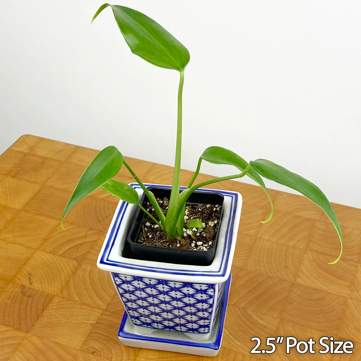 Monstera ‘Burle Marx Flame’ (Monstera hybrid) - Image 2