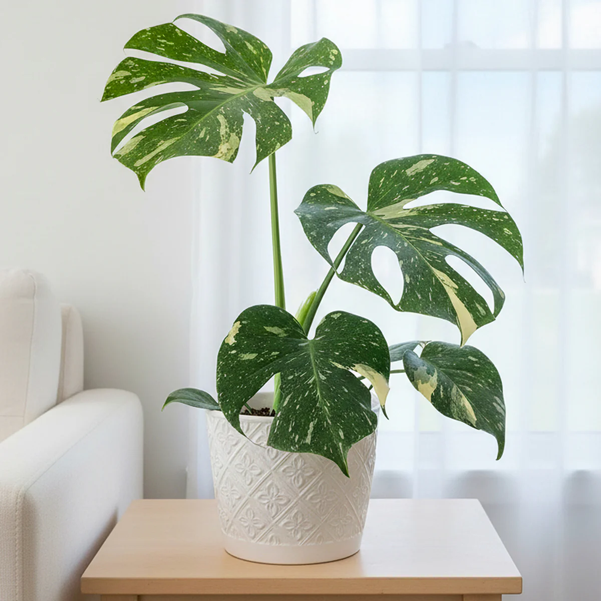 Monstera 'Thai Constellation' (Monstera deliciosa 'Thai Constellation')