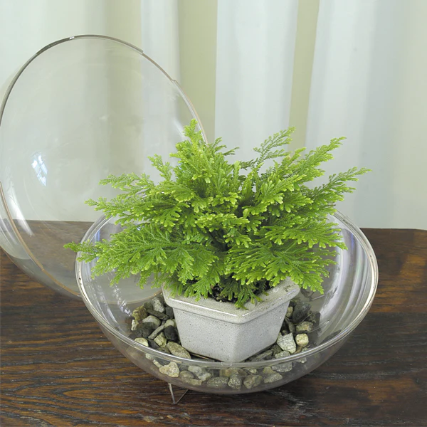 Moss Fern (Selaginella pallescens)