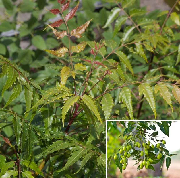 Neem Tree (Azadirachta indica)