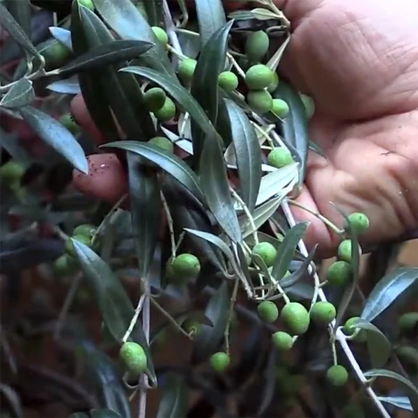 Olive ‘Cailletier’ (Olea europaea) - Image 2