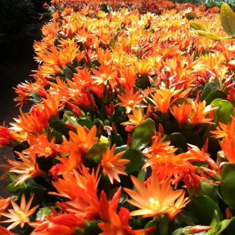 Orange Easter Cactus ‘Colomba’ (Rhipsalidopsis gaertneri) - Image 2