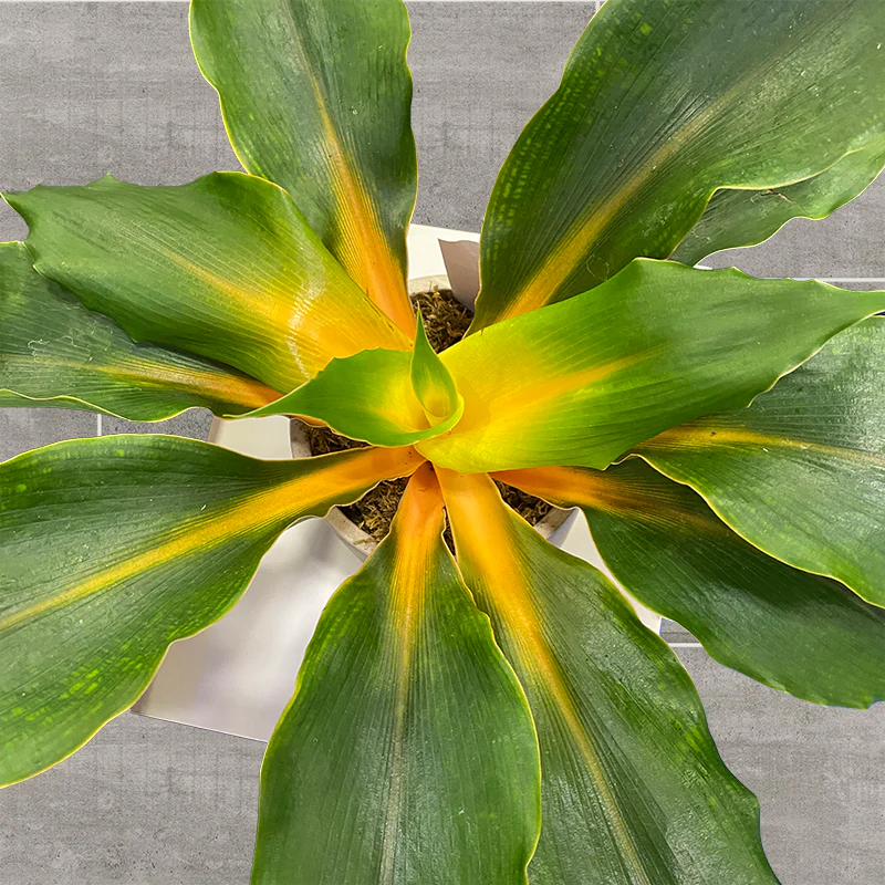Orange Glow Spider Plant (Chlorophytum ‘Orange Glow’) - Image 2