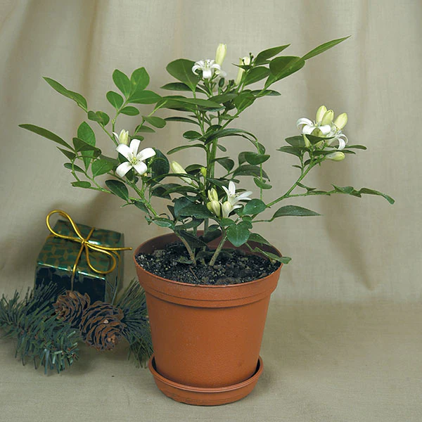 Orange Jasmine (Murraya paniculata) - Image 2
