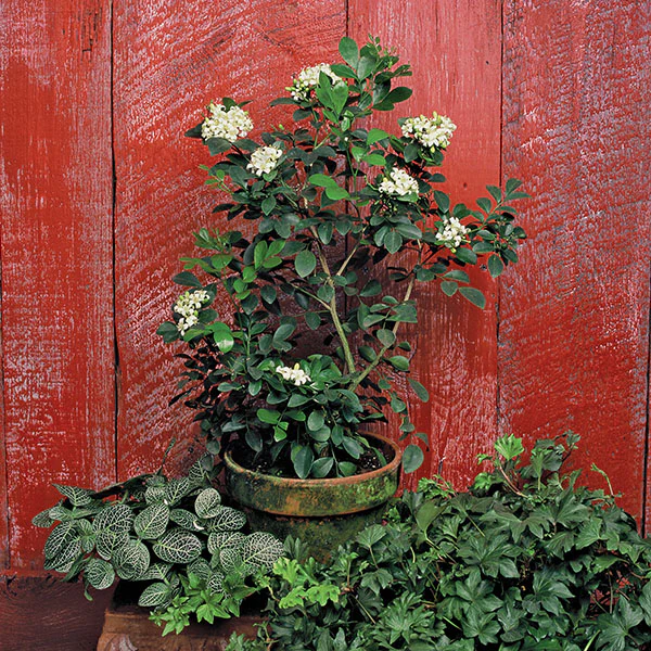Orange Jasmine (Murraya paniculata) - Image 3