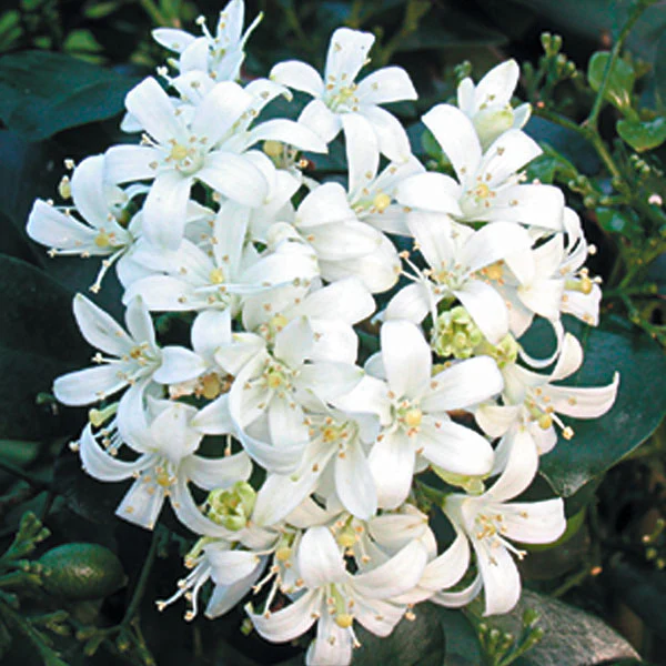 Orange Jasmine (Murraya paniculata) - Image 4