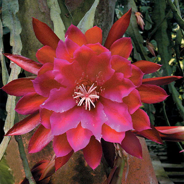 Orchid Cactus ‘Unforgettable’ (Epiphyllum hybrid)