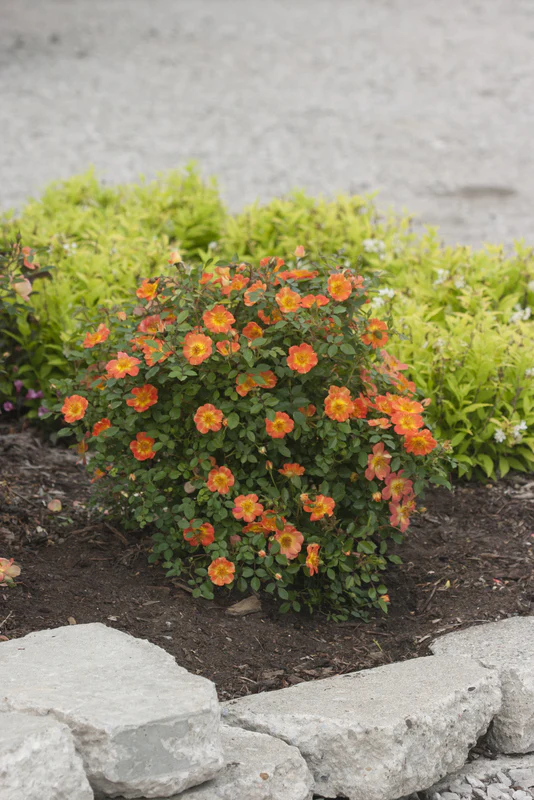 Oso Easy® Rose ‘Paprika’ PP (Rosa hybrid) - Image 2