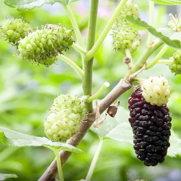Pakistan Mulberry Bush (Morus alba x rubra) - Image 2