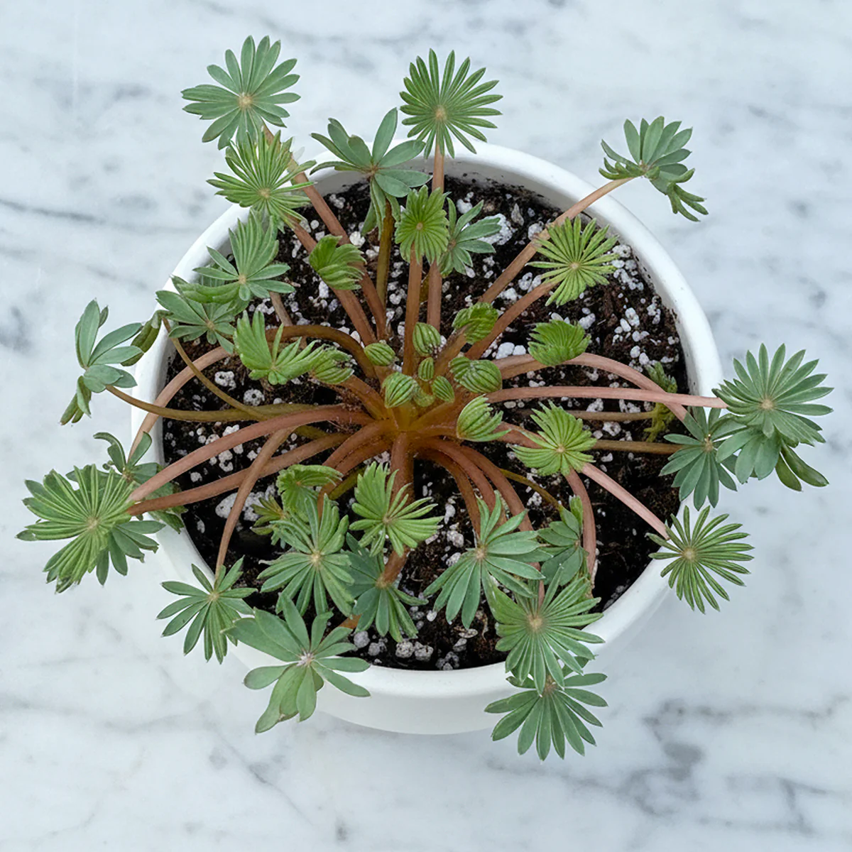 Palm-leaf False Shamrock Plant (Oxalis palmifrons)