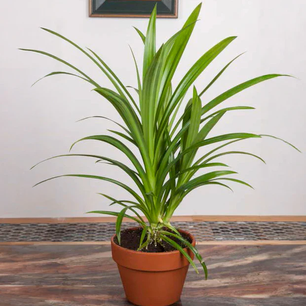 Pandan Grass (Pandanus amaryllifolius)