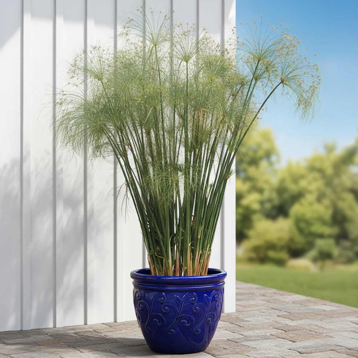 Paper Plant (Cyperus papyrus)