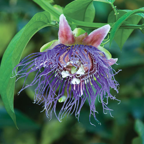 Passion Flower ‘Giant Granadilla’ (Passiflora quadrangularis) - Image 2
