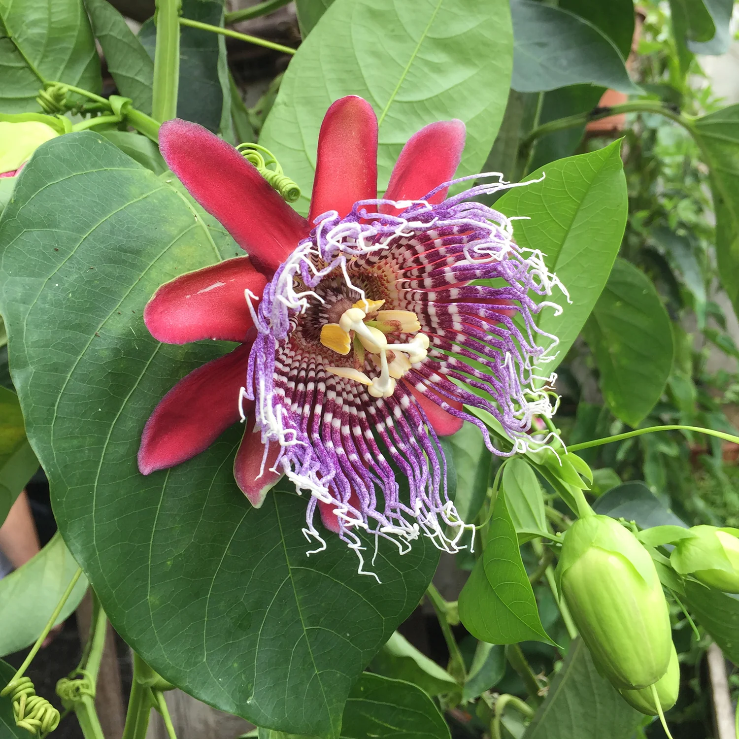 Passion Flower ‘Purple Tiger’ (Passiflora x decaisnenana hybrid)