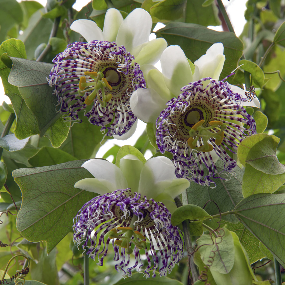 Passion Flower sidiflora (Passiflora sidiflora)