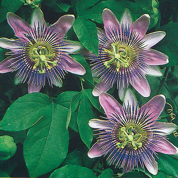 Passion Flower x alato-caerulea (Passiflora xalato-caerulea) - Image 2