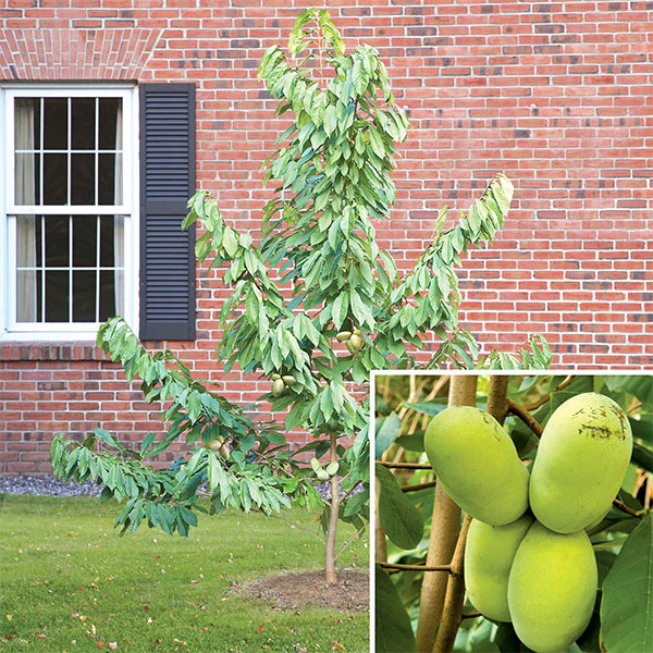 Paw Paw Tree 'Mango' (Asimina triloba)