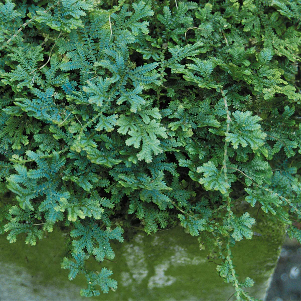 Peacock Moss (Selaginella uncinata)