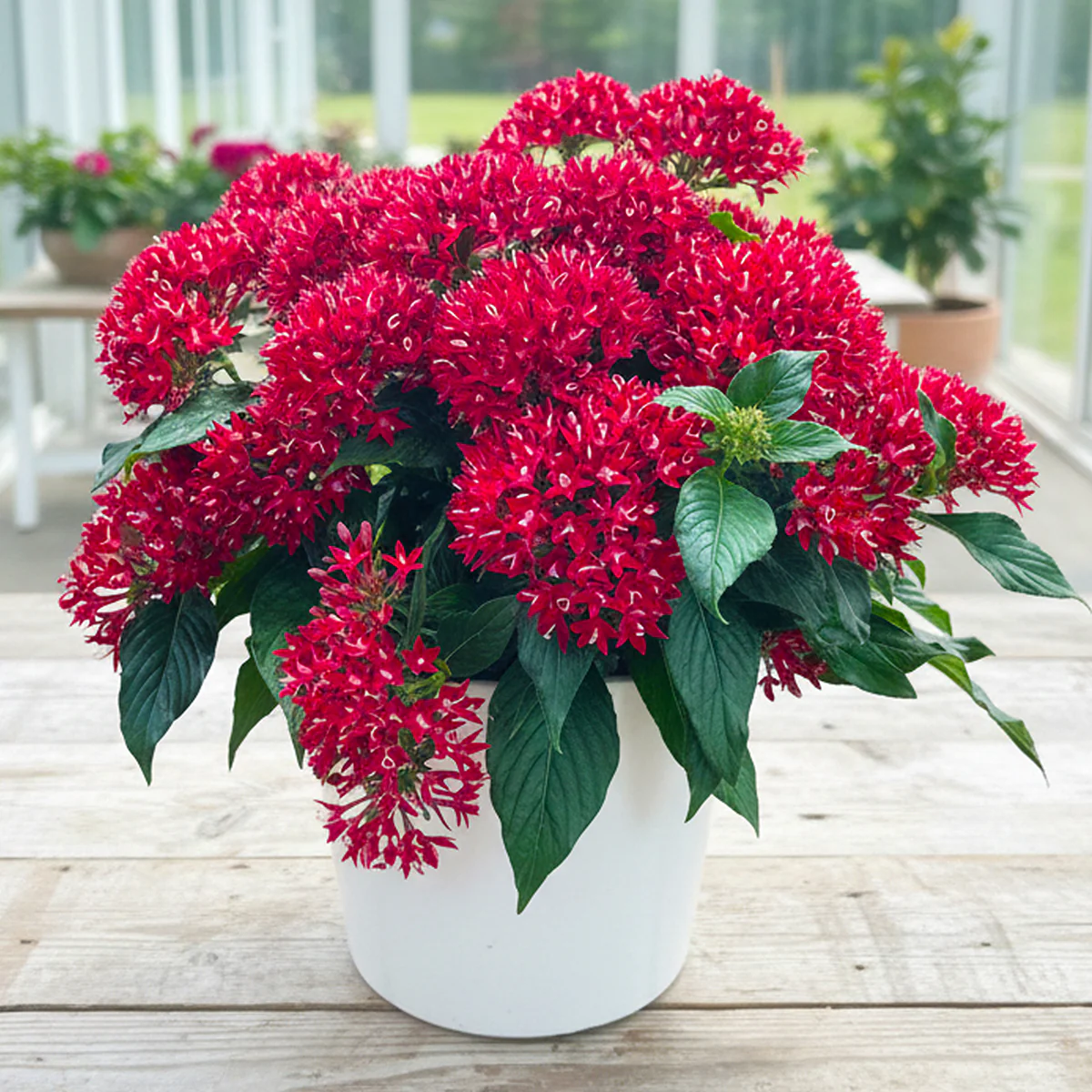 Pentas Graffiti® Deep Red (Pentas lanceolata hybrid)