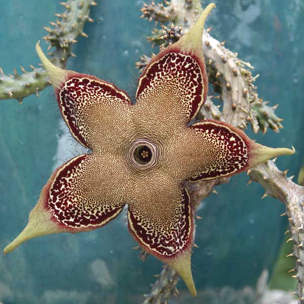 Persian Carpet Flower (Edithcolea grandis) - Image 2