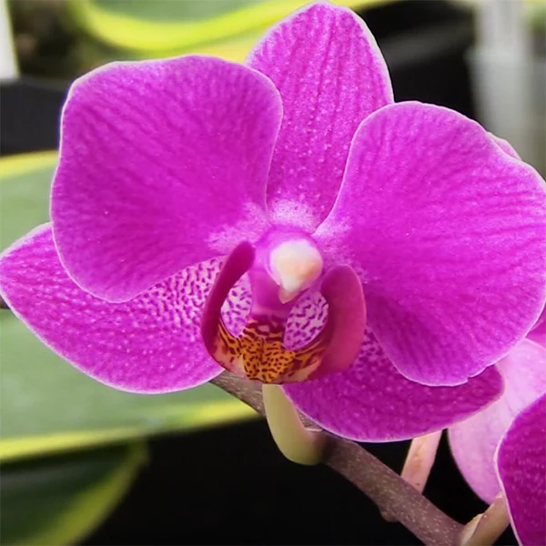 Phalaenopsis Multiflora Orchid ‘Sunset Love’ (Phalaenopsis hybrid) - Image 2