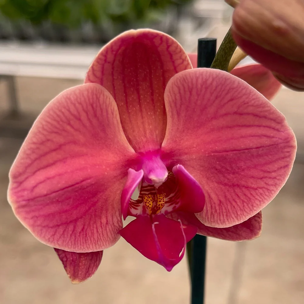 Phalaenopsis Orchid ‘Asian Coral’ (Phalaenopsis hybrid) - Image 2