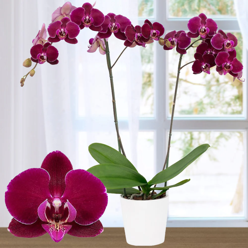 Phalaenopsis Orchid 'Bull's Eye' (Phalaenopsis hybrid)