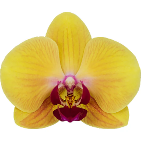 Phalaenopsis Orchid ‘Gaslamp Glow’ (Phalaenopsis hybrid) - Image 2