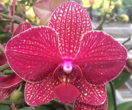 Phalaenopsis Orchid ‘Kimono’ (Phalaenopsis hybrid) - Image 2