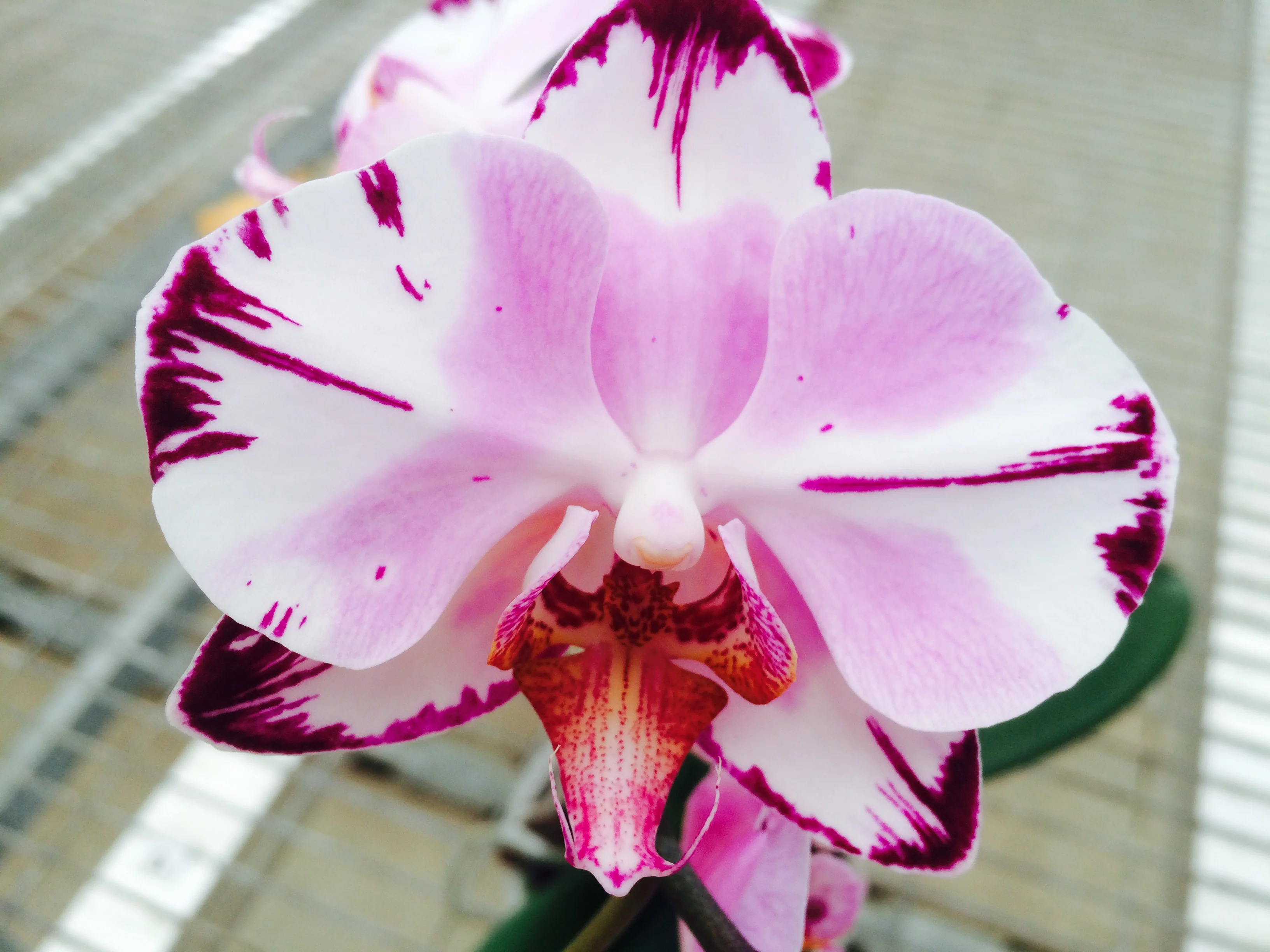 Phalaenopsis Orchid ‘Magic Art’ (Phalaenopsis hybrid) - Image 2
