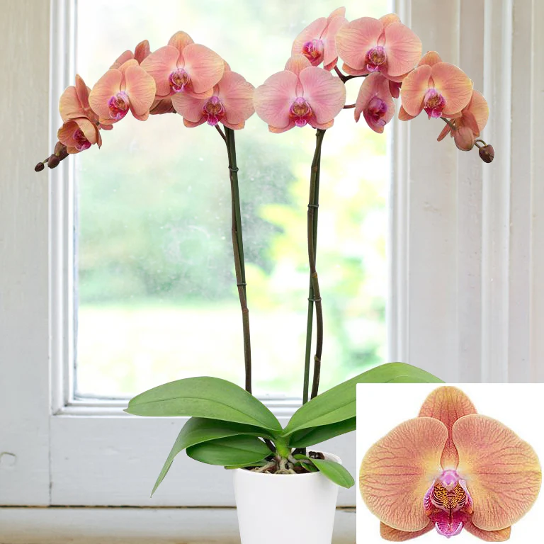 Phalaenopsis Orchid ‘Midsummer Night’ (Phalaenopsis hybrid)
