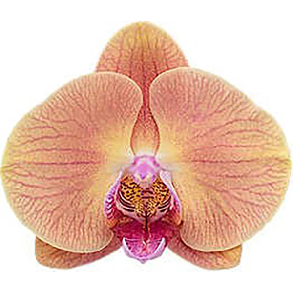Phalaenopsis Orchid ‘Midsummer Night’ (Phalaenopsis hybrid) - Image 2