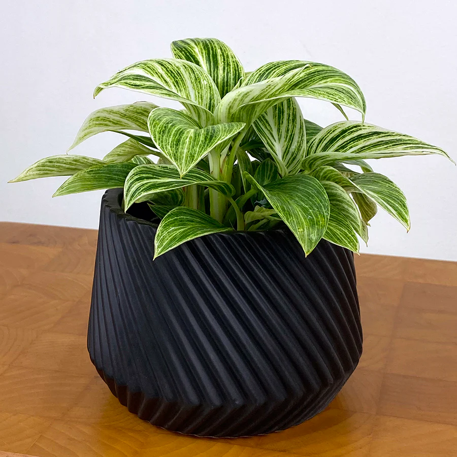 Philodendron 'Evian' (Philodendron hybrid)