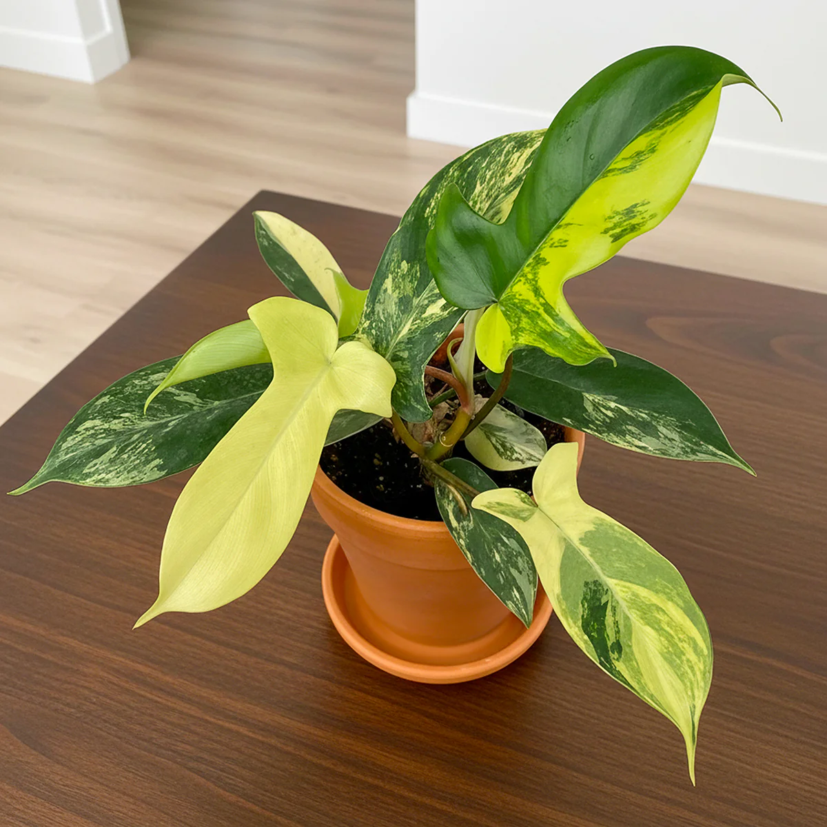 Philodendron ‘Florida Beauty’ (Philodendron hybrid)