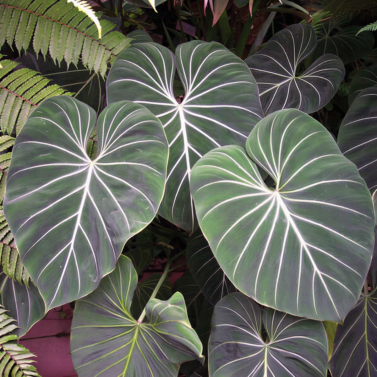 Philodendron gloriosum (Philodendron gloriosum)