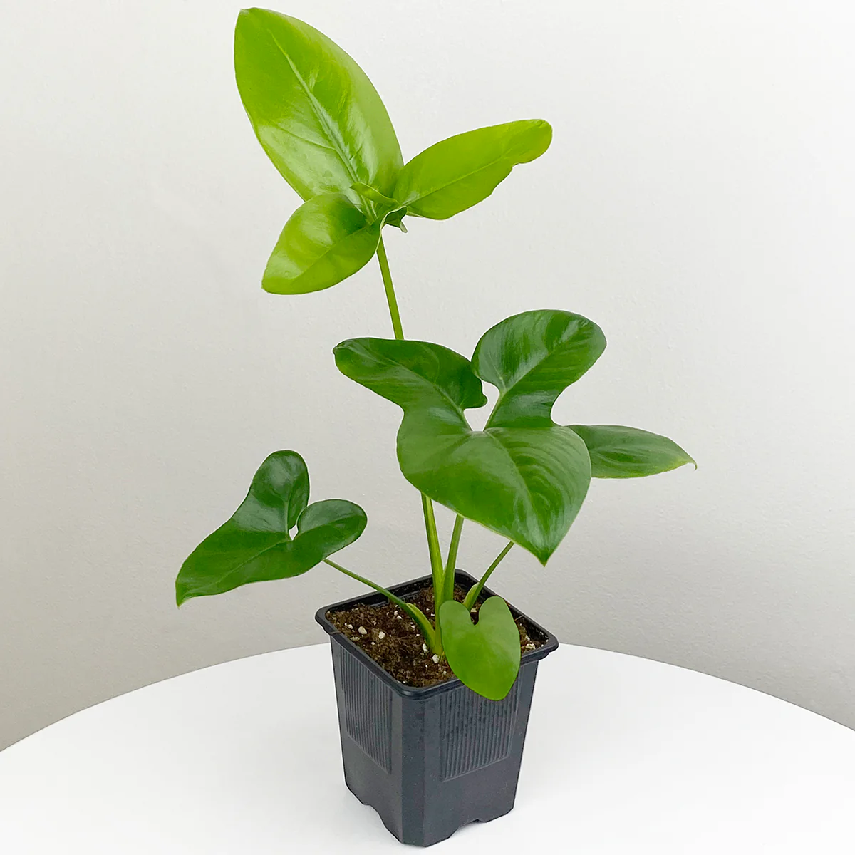 Philodendron Goeldii (Thaumatophyllum spruceanum) - Image 2