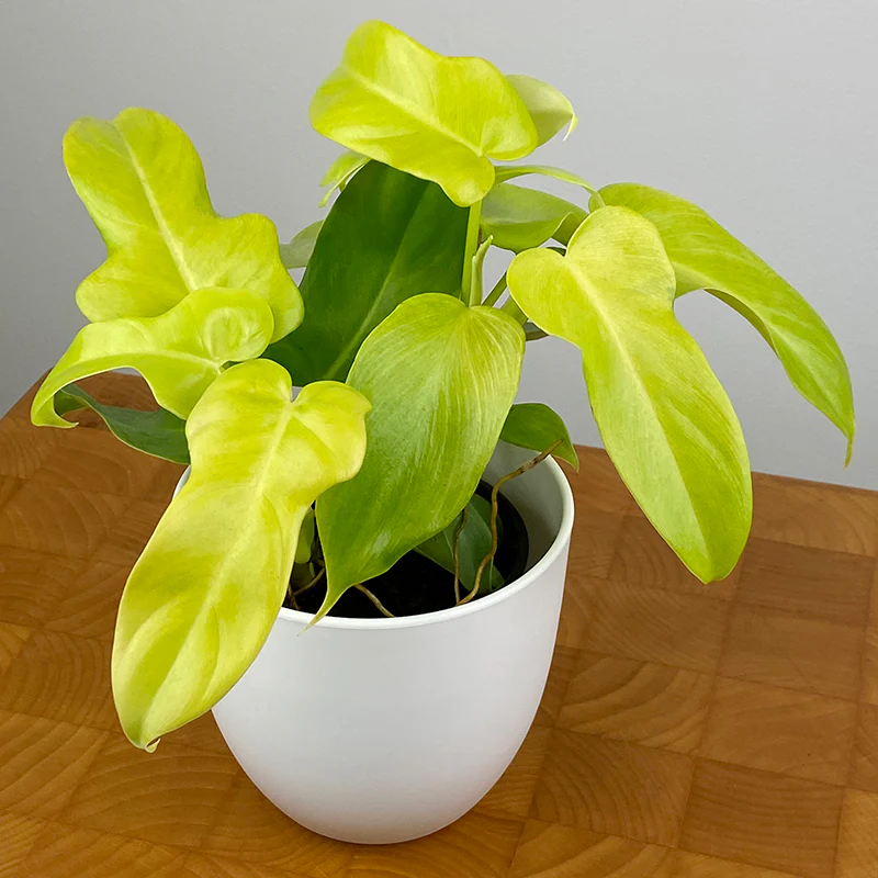 Philodendron ‘Golden Violin’ (Philodendron bipennifolium ‘Aurea’)