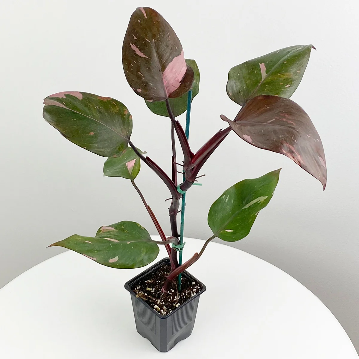 Philodendron ‘Pink Princess’ (Philodendron erubescens) - Image 2