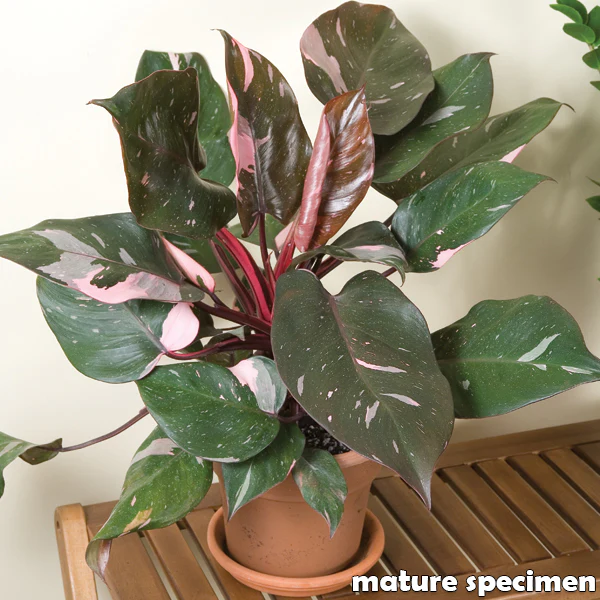 Philodendron ‘Pink Princess’ (Philodendron erubescens) - Image 3