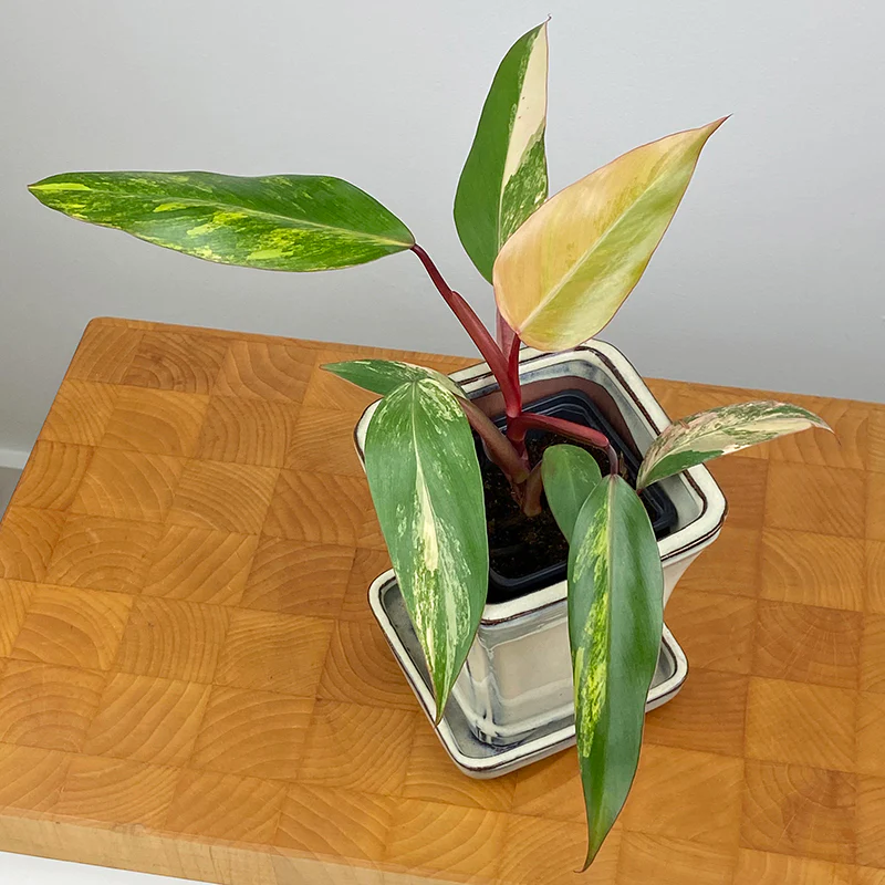 Philodendron ‘Strawberry Shake’ (Philodendron erubescens hybrid)