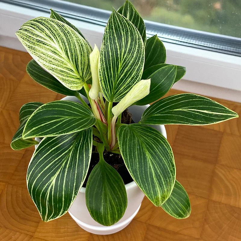 Philodendron ‘White Measure’ (Philodendron hybrid)