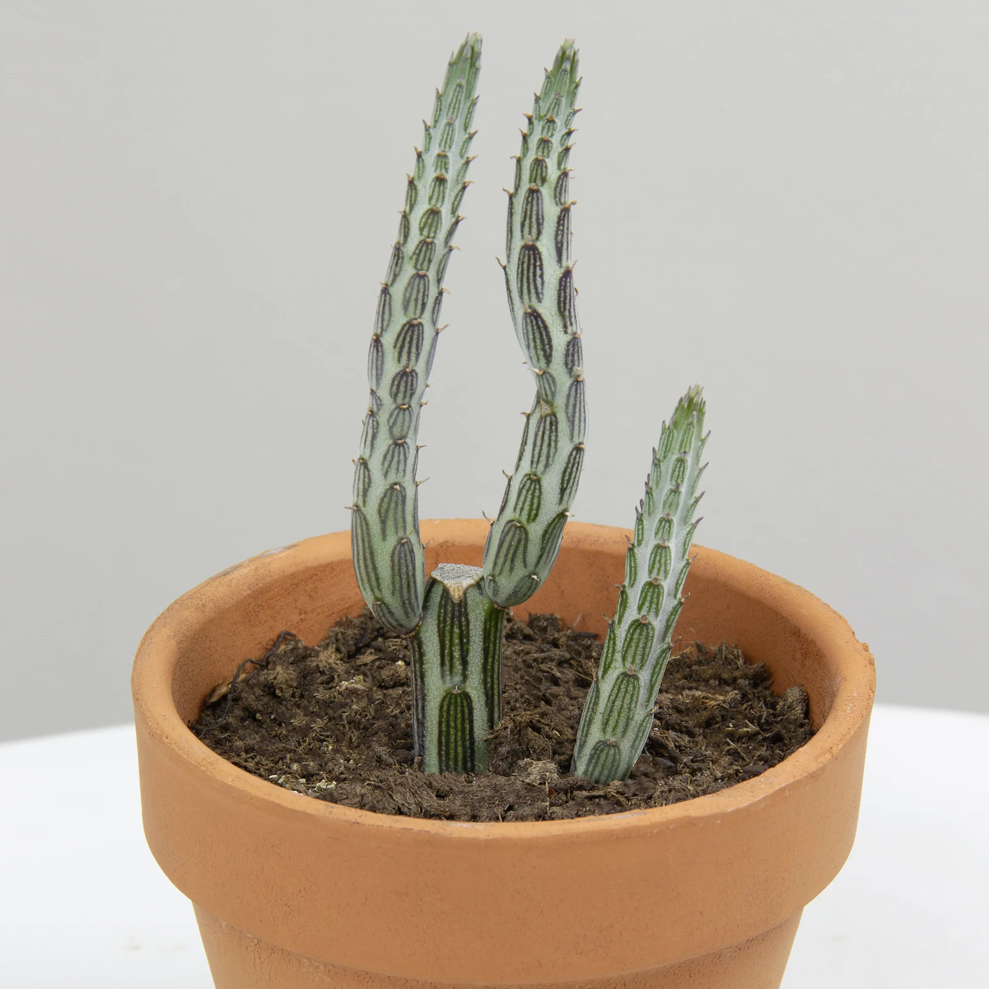 Pickle Plant Senecio (Senecio stapeliiformis)