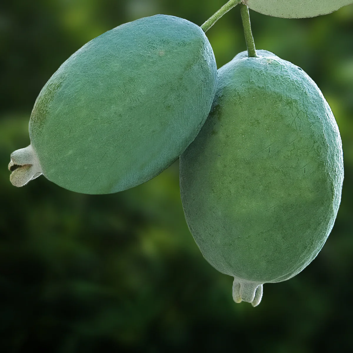 Pineapple Guava Tree (Acca sellowiana) - Image 3